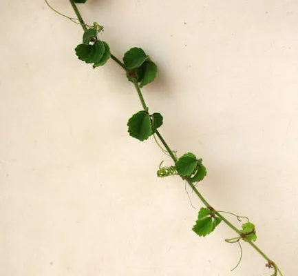 pexels.com foto af Jeffry Surianto: Pea vines climbing
