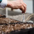 pexels.com foto af Greta Hoffman: cold soil seeds