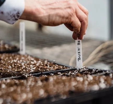 pexels.com foto af Greta Hoffman: cold soil seeds