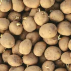 pexels.com foto af Tamara Elnova: sprouting potato tubers