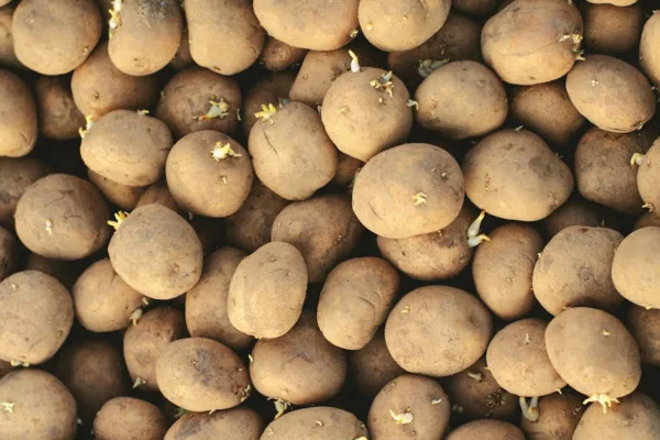 pexels.com foto af Tamara Elnova: sprouting potato tubers