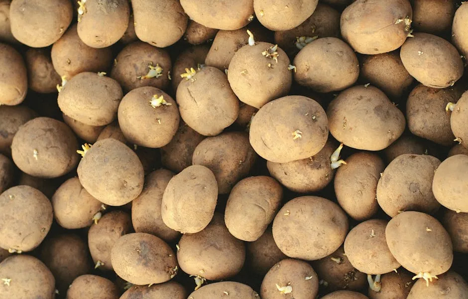 pexels.com foto af Tamara Elnova: sprouting potato tubers