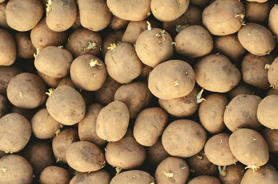 pexels.com foto af Tamara Elnova: sprouting potato tubers