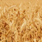 pexels.com foto af Yusuf Onuk: Ancient wheat fields
