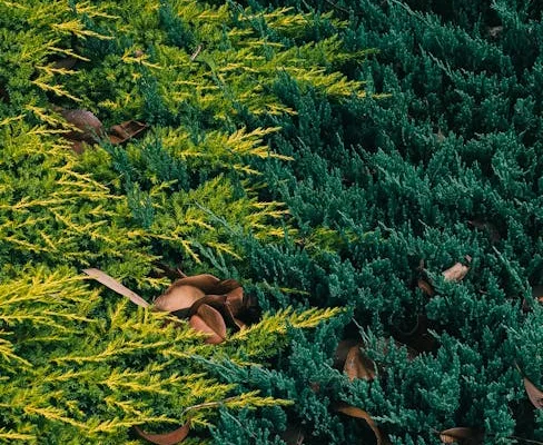 pexels.com foto af Sonny Sixteen: Yellow evergreen leaves