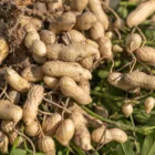 pexels.com foto af Mark Stebnicki: Legume root nodules
