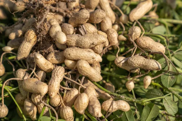 pexels.com foto af Mark Stebnicki: Legume root nodules