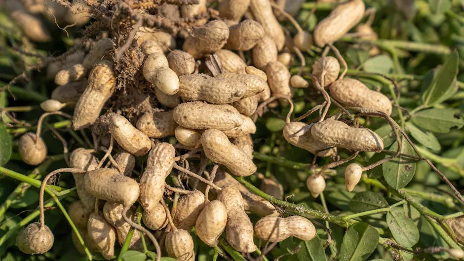 pexels.com foto af Mark Stebnicki: Legume root nodules