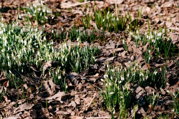 pexels.com foto af Elizaveta Mitenkova: Snowdrops root system
