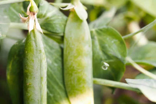 pexels.com foto af energepic.com: Green pea stems