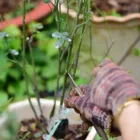 pexels.com foto af Sóc Năng Động: Grafted fruit tree