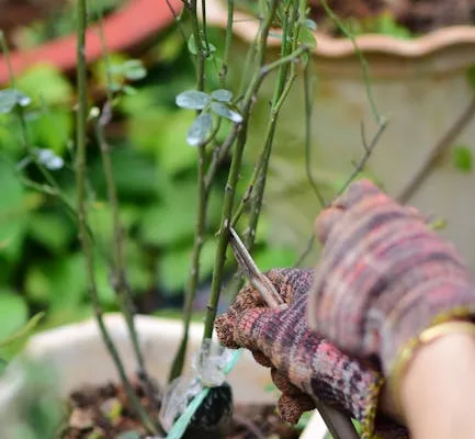 pexels.com foto af Sóc Năng Động: Grafted fruit tree