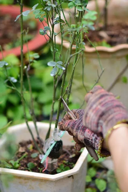 pexels.com foto af Sóc Năng Động: Grafted fruit tree