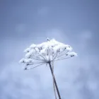 pexels.com foto af Amel Uzunovic: Spirer i frost