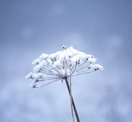 pexels.com foto af Amel Uzunovic: Spirer i frost