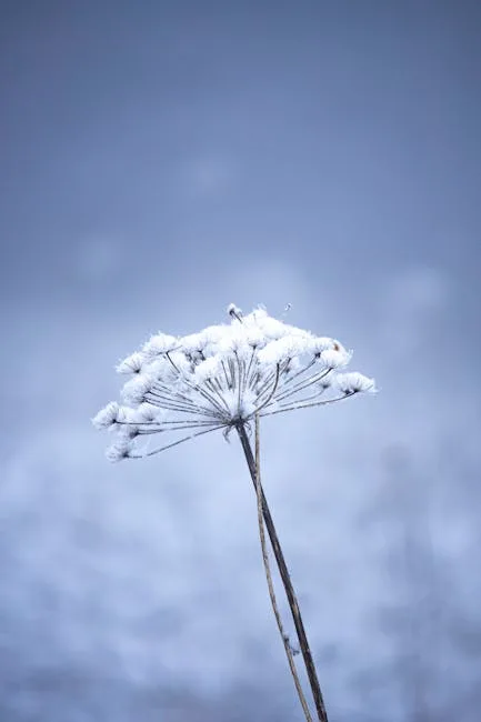 pexels.com foto af Amel Uzunovic: Spirer i frost