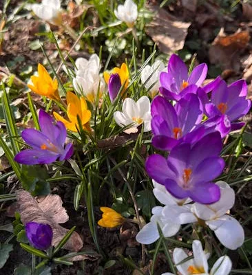 pexels.com foto af Anastasiia Klochko: Spirende tidlige forårsblomster