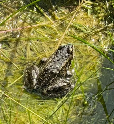 pexels.com foto af Nathan Steele: Frø i vand