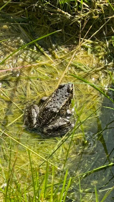 pexels.com foto af Nathan Steele: Frø i vand