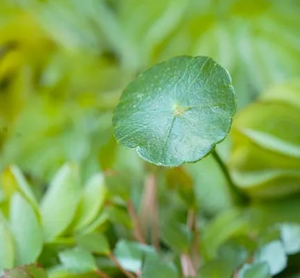 pexels.com foto af Atul Mohan: Grøn agerpadderokke plante