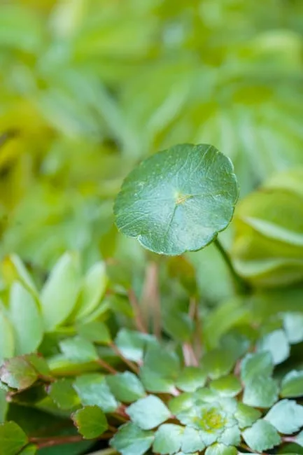 pexels.com foto af Atul Mohan: Grøn agerpadderokke plante