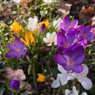 pexels.com foto af Anastasiia Klochko: Forårsblomster i sol