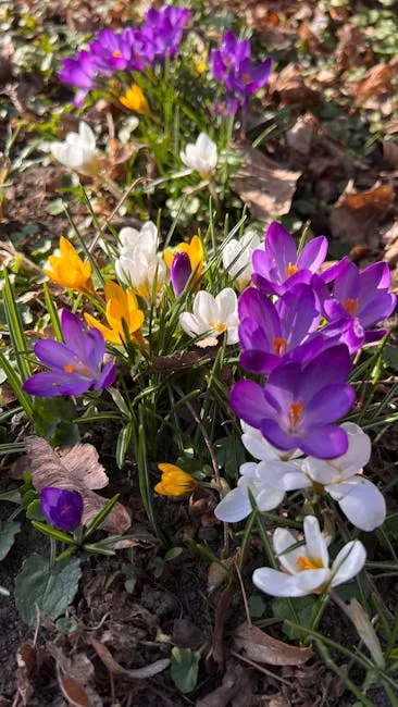 pexels.com foto af Anastasiia Klochko: Forårsblomster i sol
