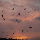 pexels.com foto af Zeynep Sude Emek: Frugtædende fugl skov