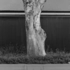 pexels.com foto af Kenzhar Sharap: Beskåret blødende træ