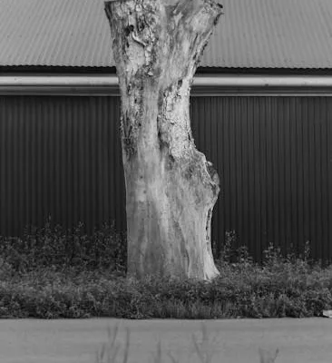 pexels.com foto af Kenzhar Sharap: Beskåret blødende træ