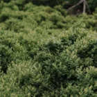 pexels.com foto af Pelageia Zelenina: Grønne buskede kimplanter
