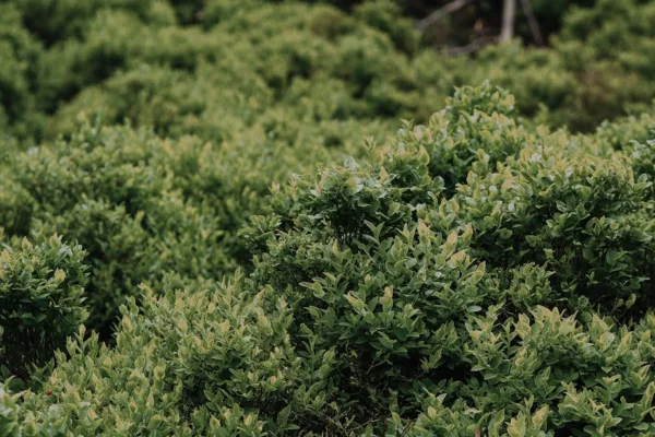 pexels.com foto af Pelageia Zelenina: Grønne buskede kimplanter