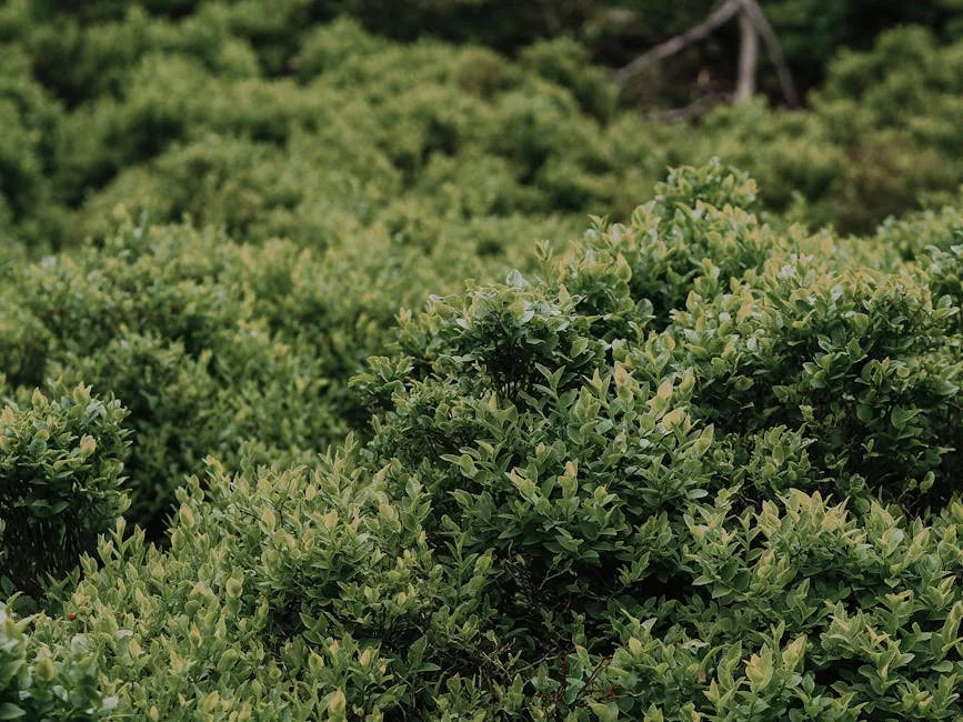 pexels.com foto af Pelageia Zelenina: Grønne buskede kimplanter
