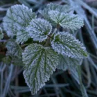 pexels.com foto af Anzhela Svyrydiuk: Stedsegrøn plante frost