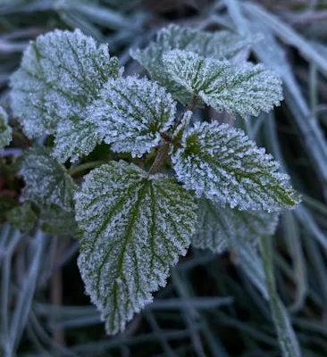 pexels.com foto af Anzhela Svyrydiuk: Stedsegrøn plante frost