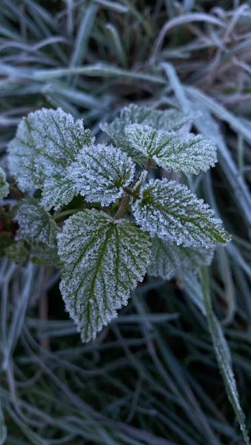pexels.com foto af Anzhela Svyrydiuk: Stedsegrøn plante frost