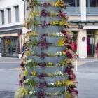 pexels.com foto af Jean-Paul Wettstein: Grønne nyspirede planter