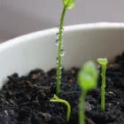 pexels.com foto af Vampyriada: Spirende stort frø