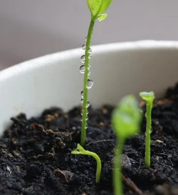 pexels.com foto af Vampyriada: Spirende stort frø