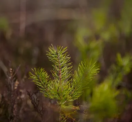 pexels.com foto af Lauri Poldre: Forstørrede grønne peroxisomer