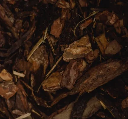 pexels.com foto af Eva Bronzini: Mørk muld kimplanter