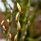 pexels.com foto af Sergej 📸: Blomstrende forårshave spirer