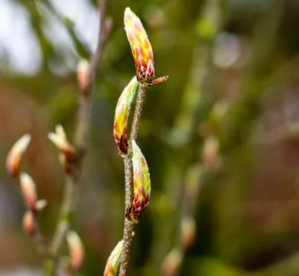 pexels.com foto af Sergej 📸: Blomstrende forårshave spirer