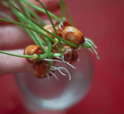 pexels.com foto af TIVASEE .: Spirende friske hvidløgsfed