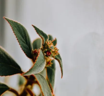 pexels.com foto af Diana ✨: Frossen plante knop