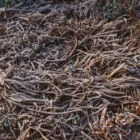 pexels.com foto af Lana Kravchenko: Frosne rødder jord