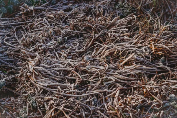 pexels.com foto af Lana Kravchenko: Frosne rødder jord