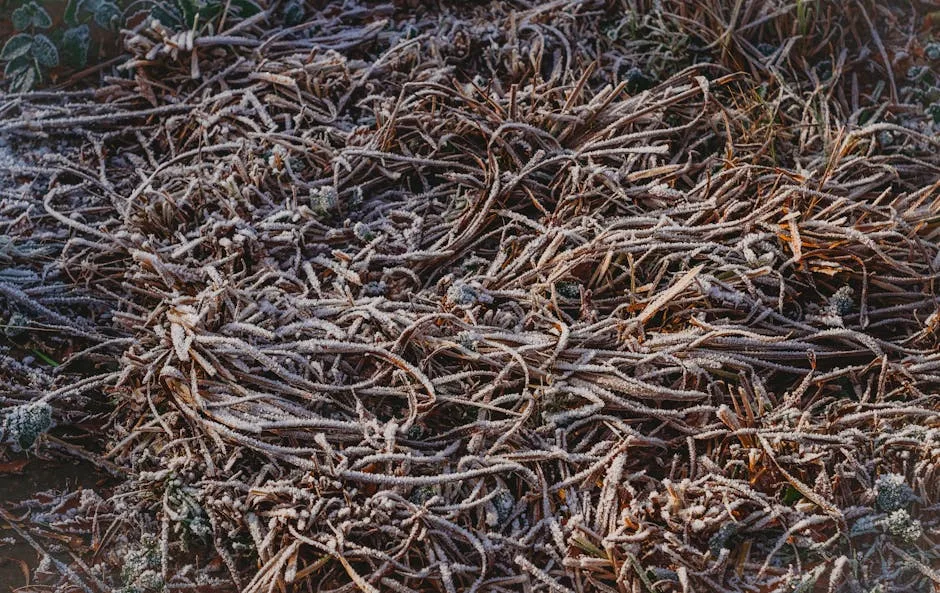 pexels.com foto af Lana Kravchenko: Frosne rødder jord