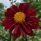 pexels.com foto af Dee Hunna: Dahlia knolde jord