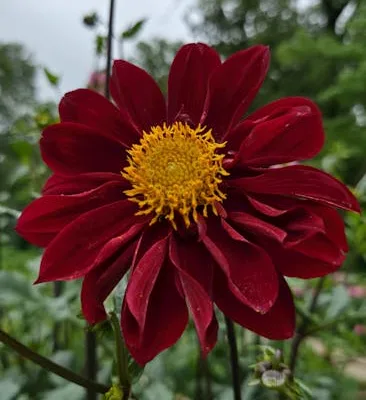 pexels.com foto af Dee Hunna: Dahlia knolde jord